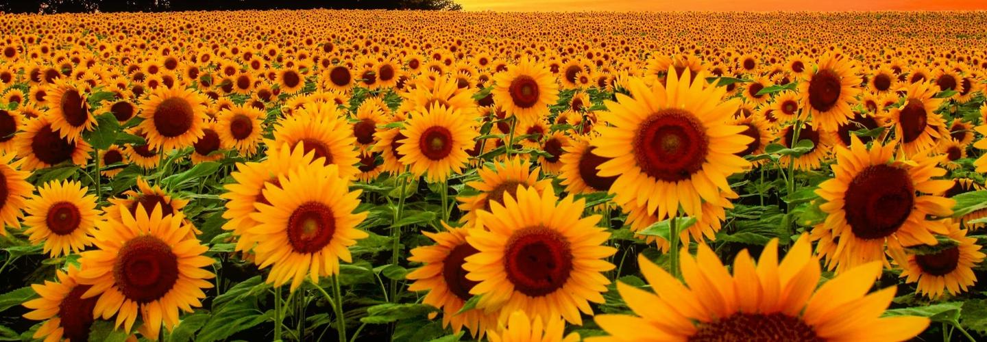 PillsOnlineRx cover photo