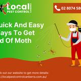 Wasp Removal Canberra - Pest Control in Canberra