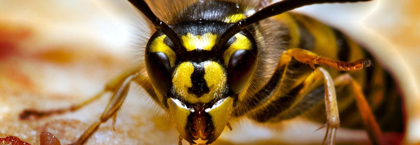 Wasp Removal Canberra cover photo