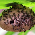 Wasp Removal Canberra - photo 1