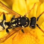 Wasp Removal Canberra - photo 2