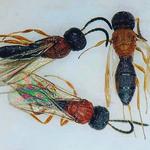 Wasp Removal Canberra - photo 3