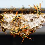 Wasp Removal Canberra - photo 4