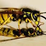 Wasp Removal Canberra - photo 5