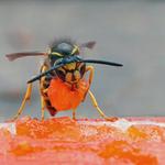 Wasp Removal Canberra - photo 6