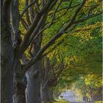 Athens Tree Care - photo 1