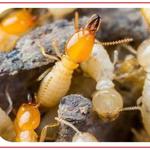 Termite Control Logan - photo 1