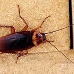 Pest Control Hobart - photo 1