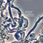 Ryan Hennessy Wastewater Microbiology - photo 2