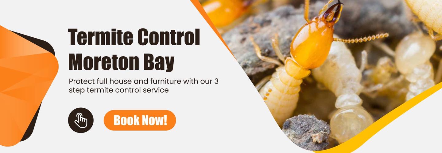 Termite Control Moreton Bay cover photo