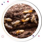 Termite Control Moreton Bay - photo 1