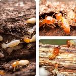 Termite Control Moreton Bay - photo 2