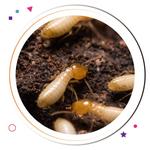 Termite Control Moreton Bay - photo 3