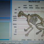 Electroceutical Therapy - photo 1