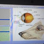 Electroceutical Therapy - photo 2