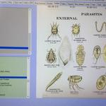 Electroceutical Therapy - photo 3