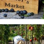 Hobe Sound Farmers Market - photo 2