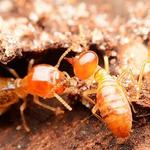 Termite Control Toowoomba - photo 1