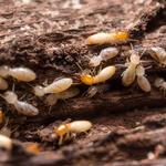 Termite Control Toowoomba - photo 3