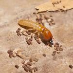 Termite Control Toowoomba - photo 4