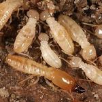 Termite Control Toowoomba - photo 5