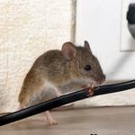 Pest Control Experts of Cedar Park - photo 3