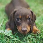 Hames Dachshund Puppies  - photo 1