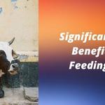 Pillaicenter - photo 3