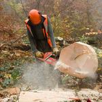 J & H TREE LOPPING - photo 1