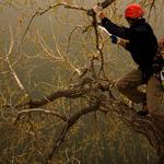 J & H TREE LOPPING - photo 2