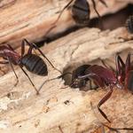Bang Extermination - photo 1