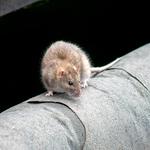 VermiCure Pest Control - photo 1