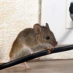 New Smyrna Beach Pest Control Solutions - photo 1