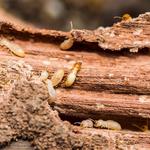 New Smyrna Beach Pest Control Solutions - photo 2