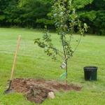 Tree Service Santa Cruz - photo 1