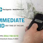 The Experts - Mold Removal - photo 1
