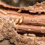 Jupiter Pest Control Solutions - photo 3