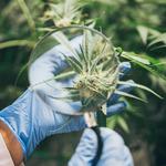 CBD Stardawg Cagnes sur Mer - photo 7
