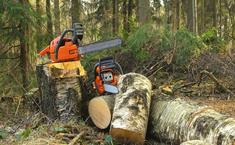 Oslo TreService - Trefelling Og Trepleie Ekspert - Landscaping
