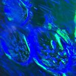 A. Picardo ART - photo 1