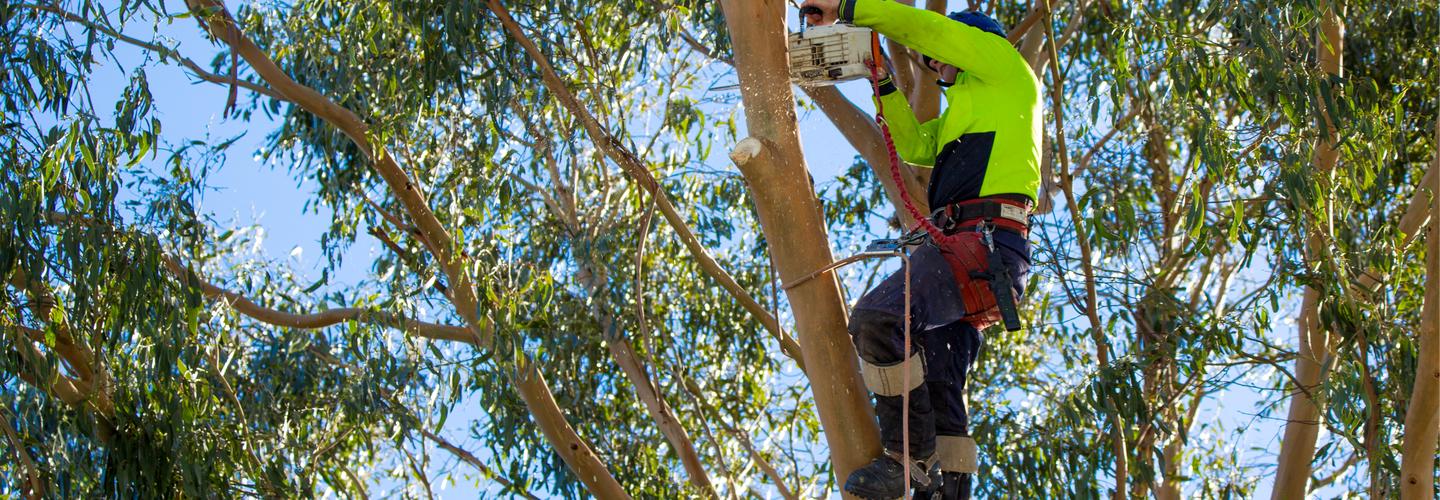 Tree Removal Northern Beaches cover photo