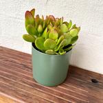 The Indoor Plant Co - photo 1