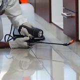 Wasp Removal Adelaide - Pest Control in Brisbane