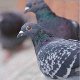 Bird Control Adelaide