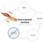 Bee Wasp Removal Hobart - photo 2