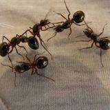 Ants Control Adelaide