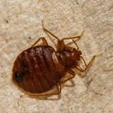 Bed Bugs Control Adelaide