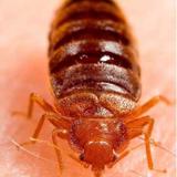 Bed Bugs Control Canberra