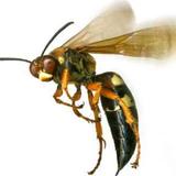 Bee and Wasp Removal Adelaide