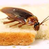 Cockroach Control Adelaide